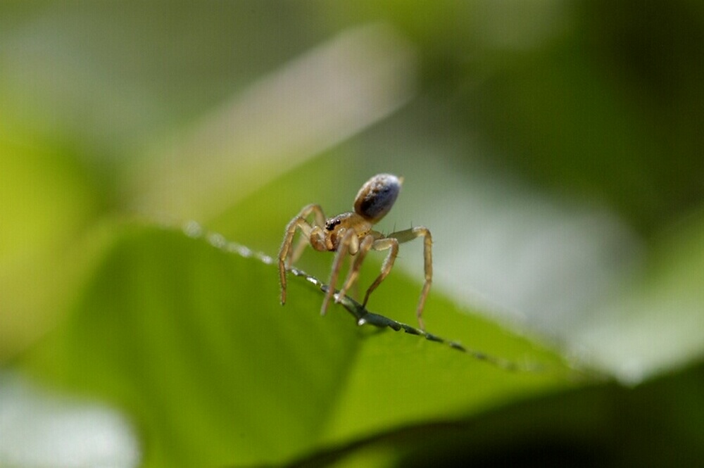 Ma che bel ragnetto (piccolo Lycosidae che fa balooning)